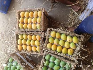 Alphonso Mangoes