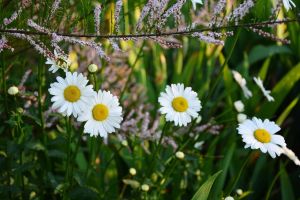 Pyrethrum Extract Powder 50%