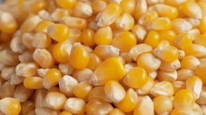 Whole Maize