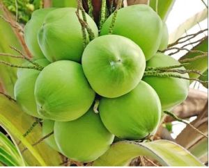 Green Tender Coconut