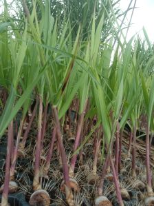 Sugarcane Plants