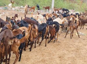 kids cutting goat