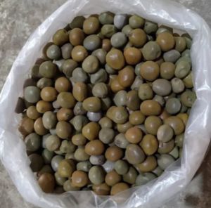 Gataran Seeds