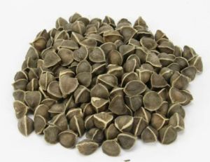 Moringa Drumstick seeds