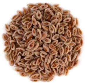 Psyllium Seeds