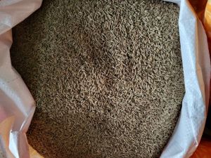 Cumin Seeds