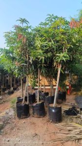 mango tree plants