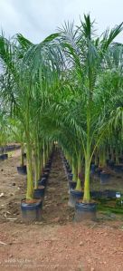 royal bottle palm green landscaping plant