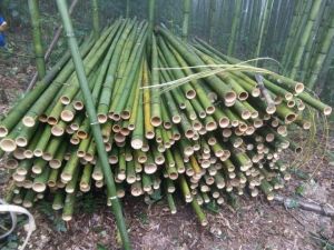 bamboo fencing