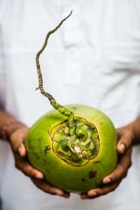 Tender Coconut