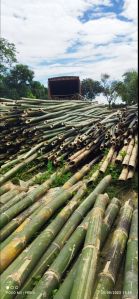 Bamboo Poles