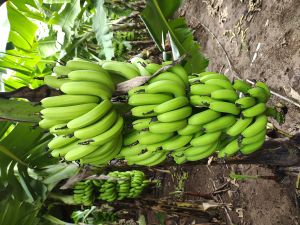 Fresh Green Banana