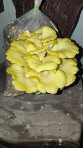 Fresh Oyster Mushrooms