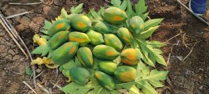 swamini papaya fruits