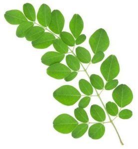 moringa fresh leaves