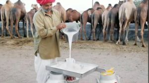 Camel Milk Powder