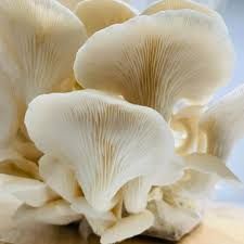 Oyster Mushroom