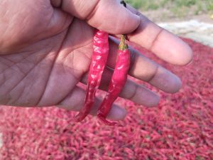 Teja Dry Red Chilli