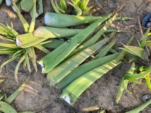 Natural Aloe Vera Leaves