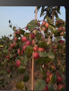 Kashmiri Apple Ber Plant