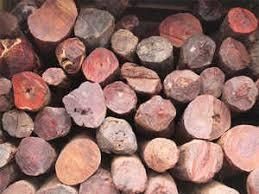 Red Sandalwood Logs