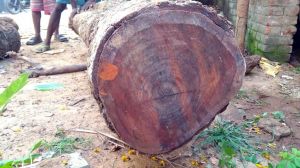 Red Sandalwood Logs