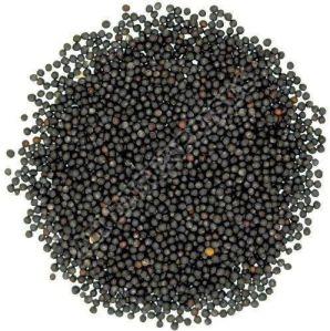 Black Mustard Seeds