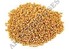 Yellow Mustard Seed