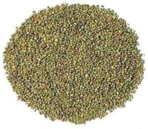 Green Millet Seeds