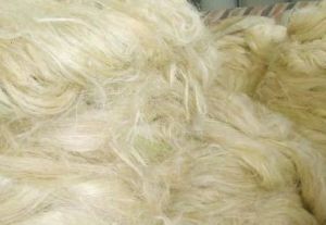 Raw Sisal Fiber