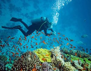 Scuba Diving In North Bay Island