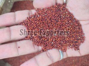 Finger Millet Seeds