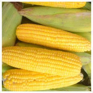 Yellow Sweet Corn