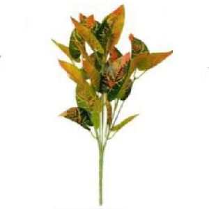 Aglaonema