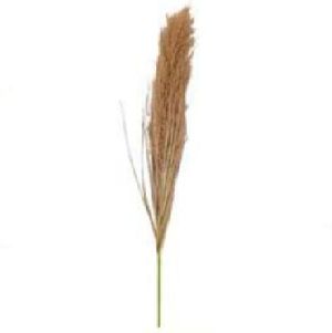 Broom Sedge Grass