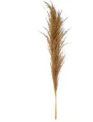 Broom Sedge Grass