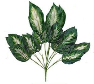 Dieffenbachia