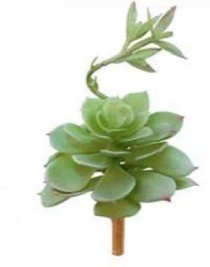 Echeveria Elegans