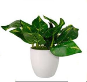 Golden Pothos