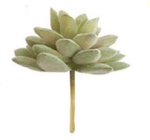 Graptopetalum Pentandrum