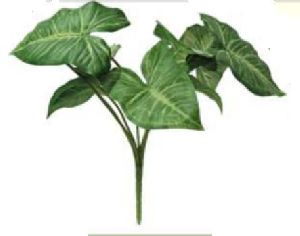 Green Caladium