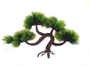 Pine Bonsai