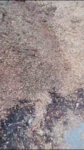 Wood Sawdust