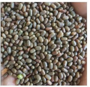 Natural Sesbania Dhaincha Seeds