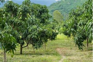 Mango Plants