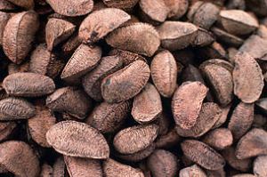 Brazil Nut