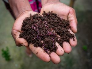 1 Kg Vermicompost Fertilizer