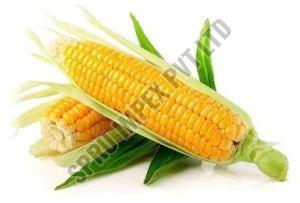 fresh sweet corn