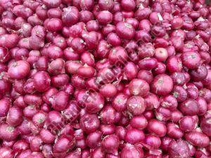 Fresh Red Onion