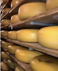 Gouda Cheese